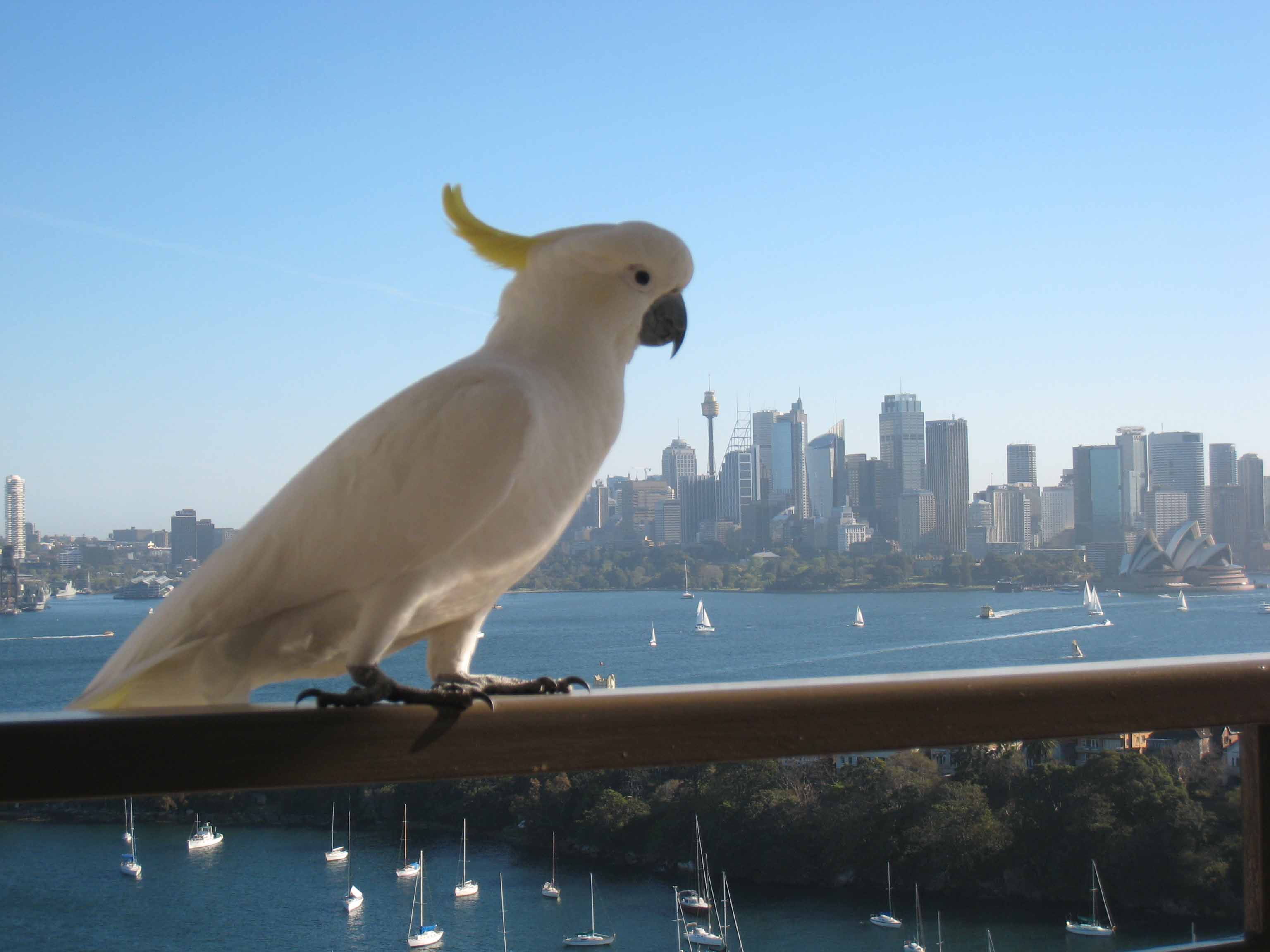 Cockatoo